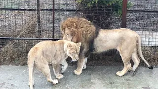 Заметно, что в львицах охотничий инстинкт сильнее! Тайган Lions in Crimea