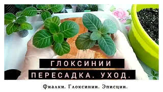 Пересадка и уход за глоксинией. Пасынки. Сеянцы.