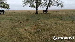 Украли корову! ЧП в хозяйстве! Корова пропала! Поиски коровы всей семьёй! Ищем корову на лошади!