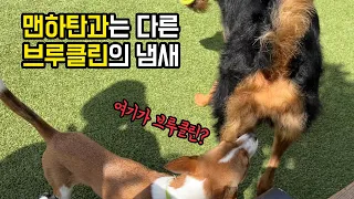 [미국 한달살기 7편🇺🇸] 같은 뉴욕 맞아? 맨하튼과 너무 다른 브루클린