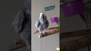 The baby is here #africangrey #animals #birds #fun #funny #fyp #lol #parrots #pets #cute #shorts