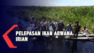 BKSDA Papua Melepas Ratusan Ikan Arwana Irian ke Alam Bebas