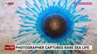 Australian underwater photographer shares incredible footage of rare sea life