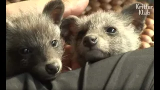 A Man In Love With His "Badger" Babies Had No Idea That They're Actually... | Kritter Klub