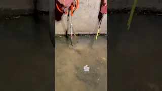 Amazing Eel Catching