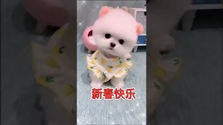 😍Funny and Cute Dog Pomeranian 🐶  Funny Puppy Videos 26 #Shorts