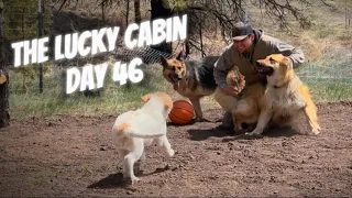 The Lucky Cabin: Day 46 (Building an off Grid Cabin in Little Alaska)