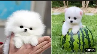 Most Famous Pomeranian TikTok Compilation 2021 #cutedogs #Pomeranian ....