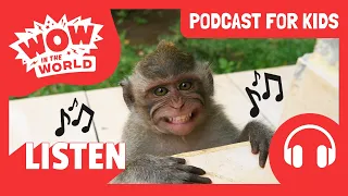 Do MONKEYS Like MUSIC?! 🐒🎵 | PODCAST FOR KIDS 🎧 | Wow in the World FULL EPISODE