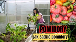 JAK SADZIĆ POMIDORY. UPRAWA POMIDORÓW W MAJU.