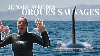 Je nage avec des orques sauvages