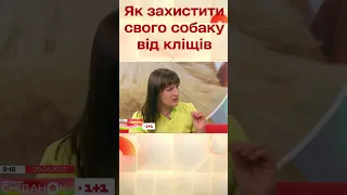 Як захистити собаку від кліщів #shorts