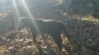 Unofficial Observer, dogs play at the land