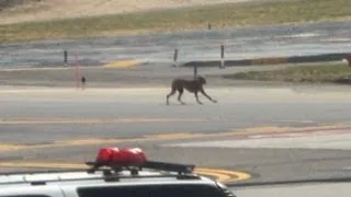 Runaway Puppy Stops LaGuardia Airline Traffic, Flights Delayed, Returns to Owner Safely