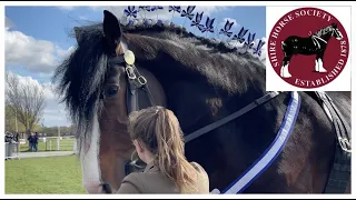 GIANT 4 YEAR OLD STALLIONS! National Shire Horse Show in ENGLAND (Episode 8) Apollo The Shire