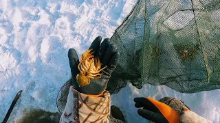 Где в Сибири Раки зимуют!?! Уловом был сильно удивлён. Ходовая охота на зайцев, тропление зайцев.