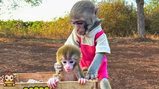 YiYi finds a baby monkey while going to the market to sell ducklings