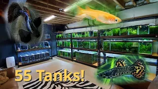 1st Fish Room Tour: 55 Tanks! Rice Fish, Guppies, Angelfish and More