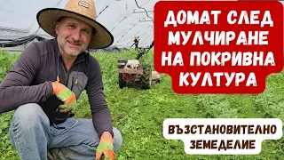 Засаждане на домат след мулчиране на покривна култура - епизод 6