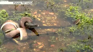 Snake eats crocodile after battle  || BBC News