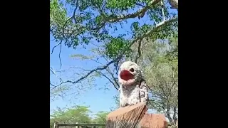 A funny nightjar baby ♡ Смешной детёныш козодоя