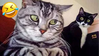 You Laugh You Lose😆New Funny Animals 2023 😄Hilarious Cats and Dogs Videos🐶😸part 38