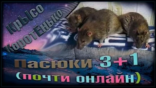 Дикие пасюки 3+1, или стая Арти и жара! (Wild Rats | Дикие Крысы)
