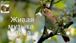 ♫ ЖИВАЯ МУЗЫКА ЛЕСА !!! ЛУЧШИЙ РЕЛАКС !!! ФЛЕЙТА !!!