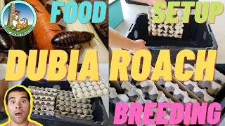 How to SET up a DUBIA roach COLONY | food | setup | breeding (2021)