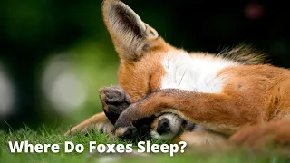 Foxes Sleeping | Sleeping Behavior of Foxes