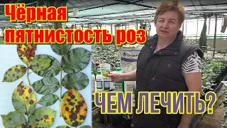 Чёрная пятнистость роз, чем лечить?