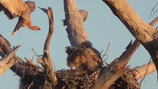 SWFL Eagles 2-21-24.  Mama Owl Protects her Hootlets from a Hawk; Smaller Birds Pester Mama.