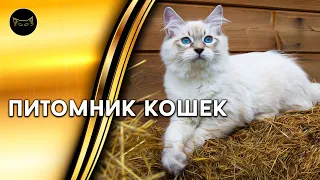 Nevsky Masquerade Kittens / cattery "Masquerade waltz"