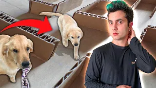 LABIRINTO DE PAPELÃO COM OS CACHORROS ! - Vida de Maloucos #25