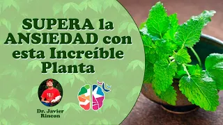 La planta que te ayudará a SUPERAR la ANSIEDAD RÁPIDAMENTE con el médico naturista Javier Rincón