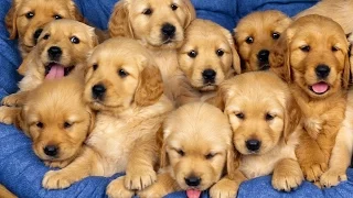 Золотистый ретривер   эти милые щеночки лучшее за 2015 год 8 Golden Retriever   disse søte valper Be