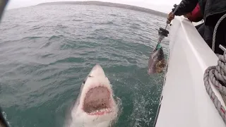 Large Great White Shark Fatally Attacks Surfer