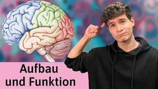 Das Gehirn: Aufbau und Funktion einfach erklärt - Cortex