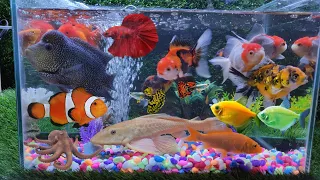 Cute Animal Videos, Goldfish, Turtle, guppy, louhan, koi, Frog, Crayfish, betta fish, octopus