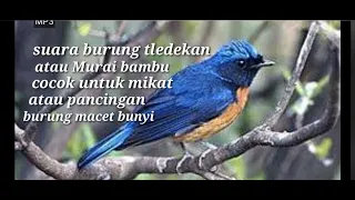 suara pikat murai bambu atau tledekan gunung#murai_bambu#tledekan_gunung