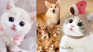 Funny Animal Videos 2023 😅 - Funniest Dogs and Cats Videos 😇 #123#funnyanimals #cat #dog #animals