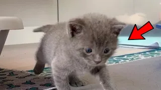 A tiny orphaned kitten was sitting all alone in a shelter. But a woman saw him and took him home