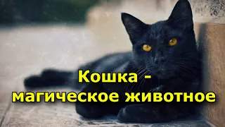 Кошка — магическое животное