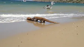 Komodo dragons catch deer in the sea to the shoreline