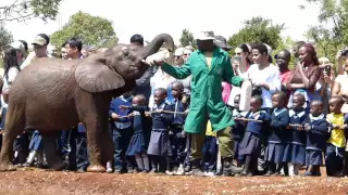 Elephant Orphanage at David Sheldrick Wildlife Trust in Nairobi