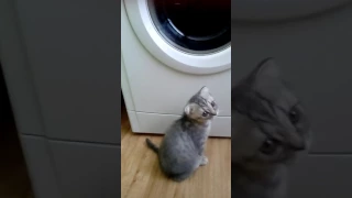 Котёнок играет со стиральной машиной.