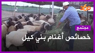 تعرفوا على فصيلة أغنام بني كيل المشهورة بجهة الشرق