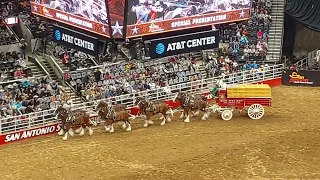 Budweiser Clydesdales at the San Antonio Stock & Rodeo.