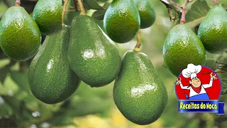 🥑ABACATE PRODUZINDO NO VASO EM POUCO TEMPO😱🥑🥑 PASSO A PASSO AQUI #🥑😍