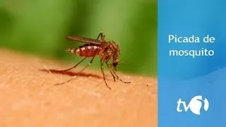 Picada de mosquito: evite e alivie a coceira na pele